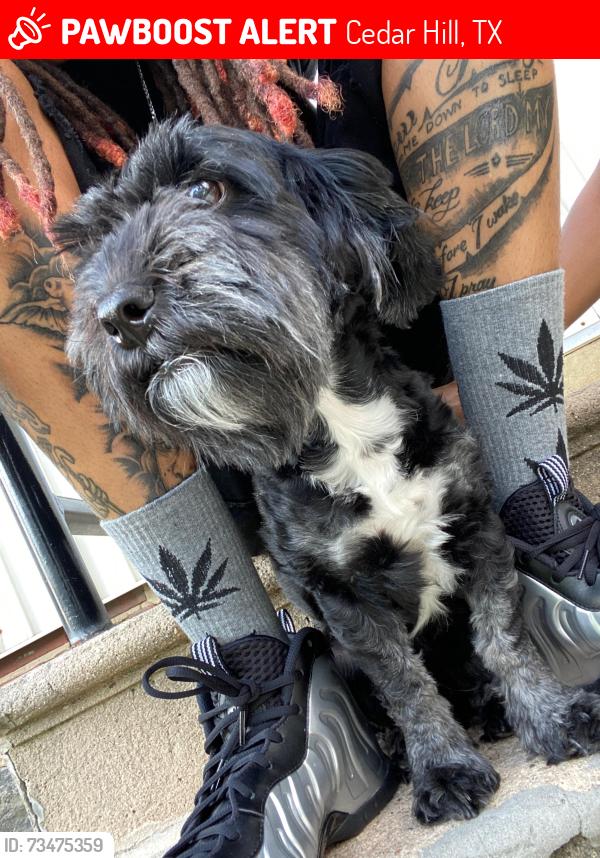 Lost Male Dog last seen Bradford st, Cedar Hill, TX 75104