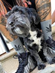 Lost Male Dog last seen Bradford st, Cedar Hill, TX 75104