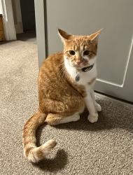 Reunited Male Cat last seen Near Kendall Lane, Freeport, ME 04032