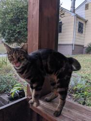 Found/Stray Unknown Cat last seen Occonechee Trl, Chattanooga, TN 37415