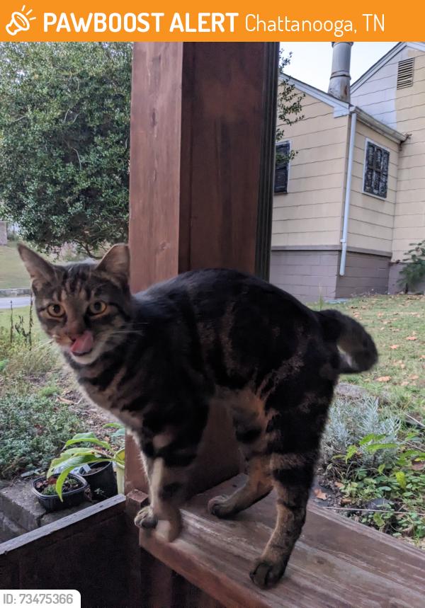 Found/Stray Unknown Cat last seen Occonechee Trl, Chattanooga, TN 37415