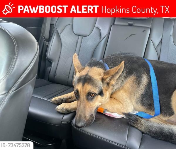 Lost Male Dog last seen Highway 69, Hopkins County, TX 75437