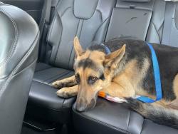 Lost Male Dog last seen Highway 69, Hopkins County, TX 75437