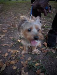 Reunited Male Dog last seen Olson memorial hwy and Newton Ave N, Minneapolis, MN 55411