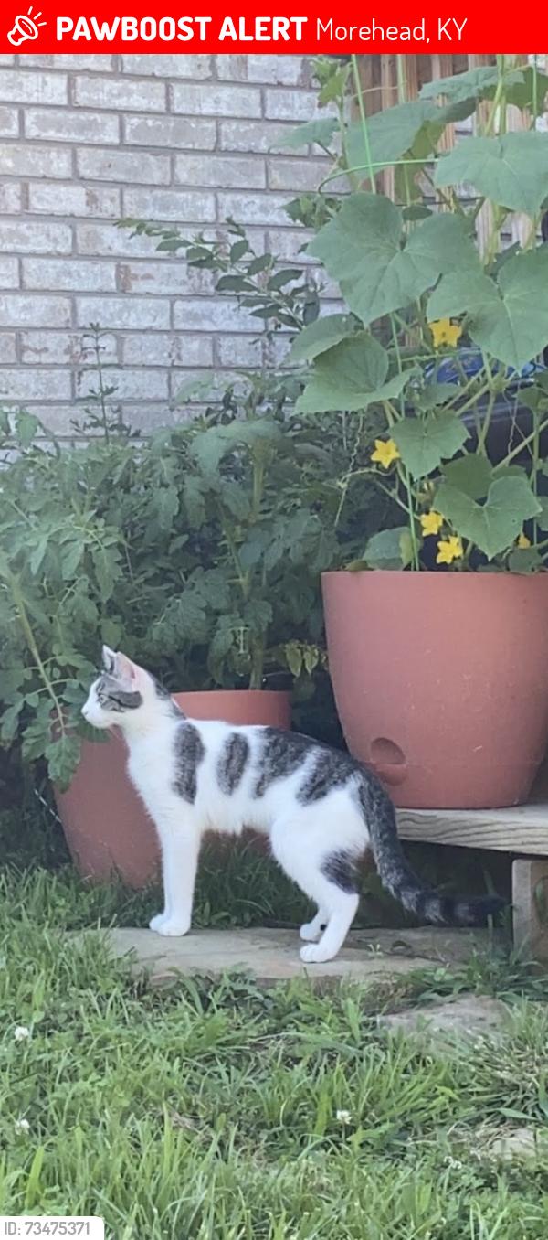 Lost Female Cat last seen Rodburn School, Morehead, KY 40351