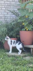 Lost Female Cat last seen Rodburn School, Morehead, KY 40351