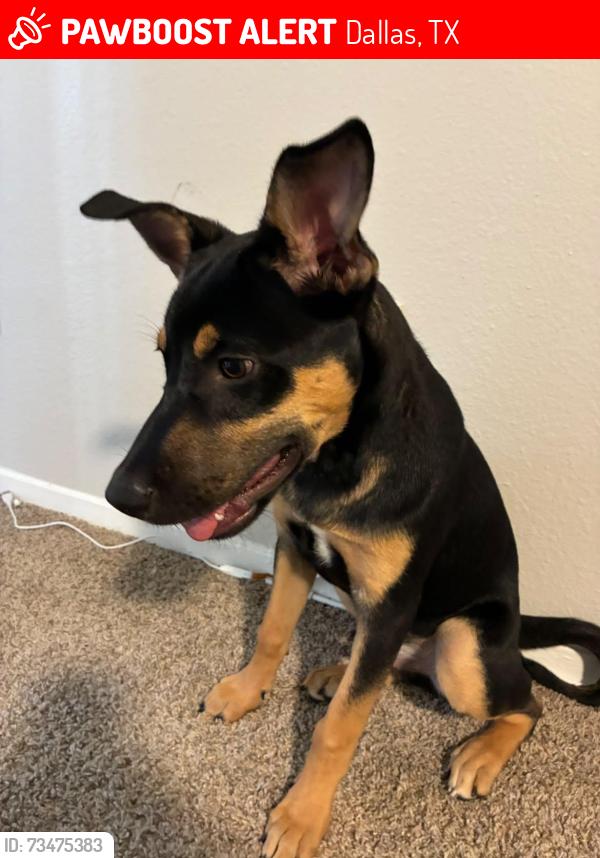 Lost Male Dog last seen Near haverwood lane, Dallas, TX 75287