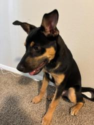 Lost Male Dog last seen Near haverwood lane, Dallas, TX 75287