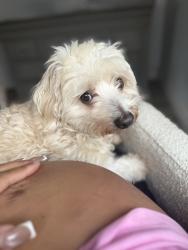 Lost Male Dog last seen Near lisbon st San Francisco, San Francisco, CA 94112