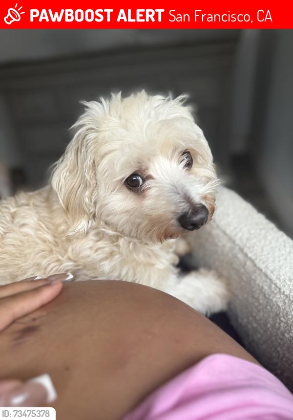 Lost Male Dog last seen Near lisbon st San Francisco, San Francisco, CA 94112