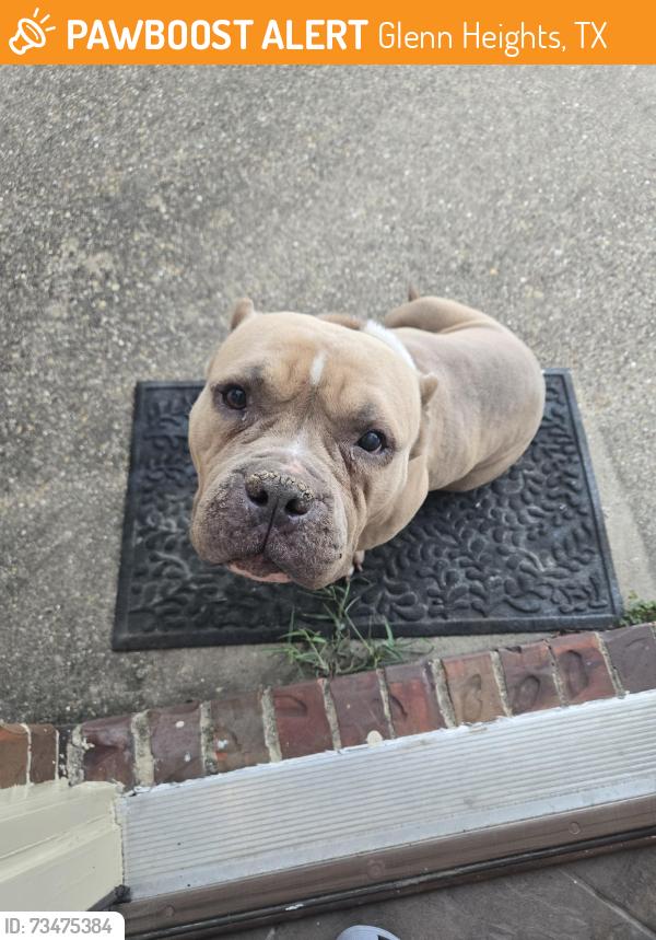 Found/Stray Unknown Dog last seen Gateway and gardenridge, Glenn Heights, TX 75154