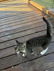 Reunited Female Cat last seen Intersection of Graham Road and Mooresville Rd (Hwy 150), Salisbury, NC 28144