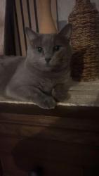 Reunited Male Cat last seen Timberland, Fort Worth, TX 76244
