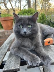 Lost Female Cat last seen Lakeview cir, Parkview, Softwood, Duncanville, TX 75137