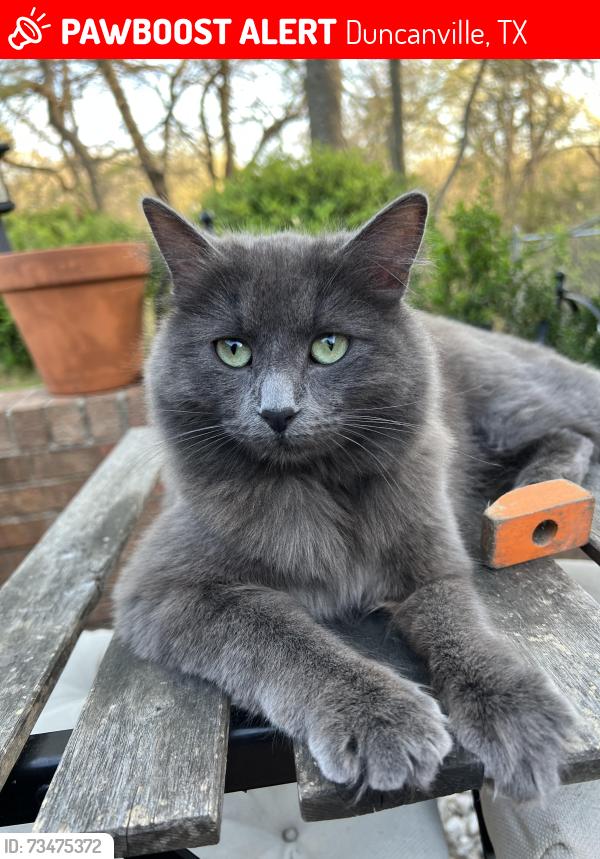 Lost Female Cat last seen Lakeview cir, Parkview, Softwood, Duncanville, TX 75137