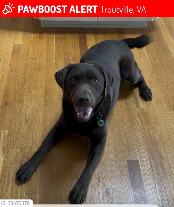 Lost Male Dog last seen Greenfield Elementary School; Catawba Road, Troutville, VA 24175