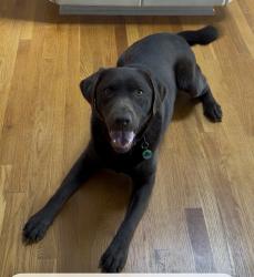 Lost Male Dog last seen Greenfield Elementary School; Catawba Road, Troutville, VA 24175