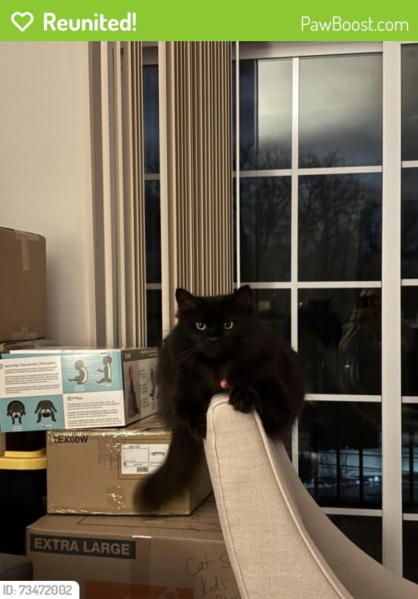 Reunited Female Cat last seen Misty Lake act Cul-de-sac, Midlothian, VA 23114