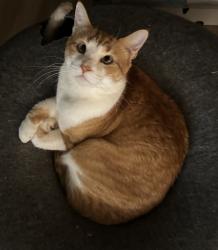 Lost Male Cat last seen W Ohio near Sheridan, Denver, CO 80219