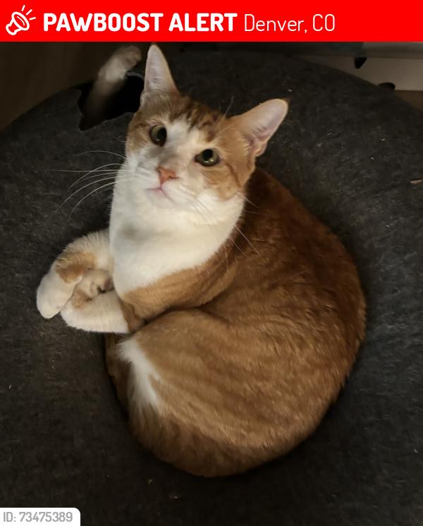 Lost Male Cat last seen W Ohio near Sheridan, Denver, CO 80219