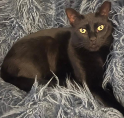 Reunited Male Cat last seen Hill Rd & Dietz Mill Rd Green Lane Pa, Salford Township, PA 18054