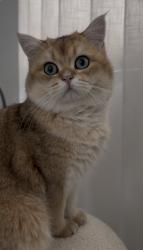 Reunited Male Cat last seen 54th street, Fort Lauderdale, FL 33308