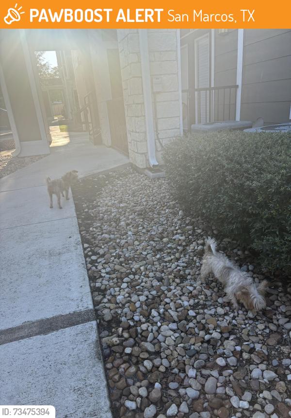Found/Stray Unknown Dog last seen By building 1, San Marcos, TX 78666