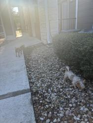 Found/Stray Unknown Dog last seen By building 1, San Marcos, TX 78666