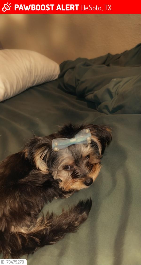 Lost Female Dog last seen Timber trail, DeSoto, TX 75115