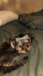 Lost Female Dog last seen Timber trail, DeSoto, TX 75115