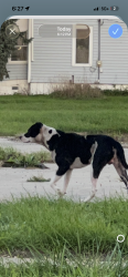 Found/Stray Male Dog last seen Hancock, Freeport, IL 61032