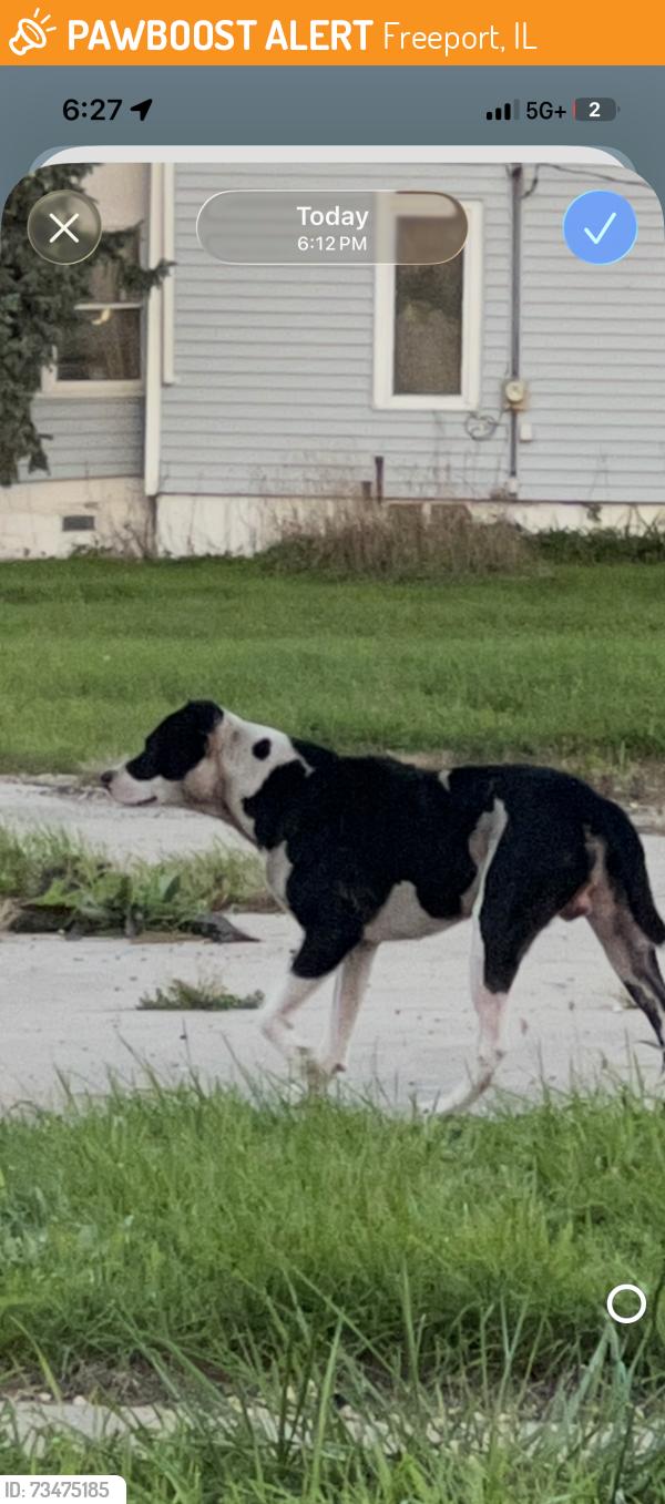 Found/Stray Male Dog last seen Hancock, Freeport, IL 61032