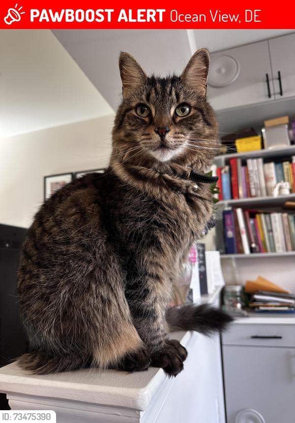 Lost Female Cat last seen Merrick Way, Ocean View, DE 19970