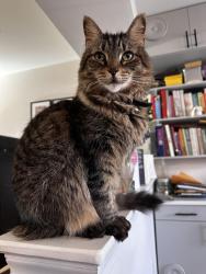 Lost Female Cat last seen Merrick Way, Ocean View, DE 19970