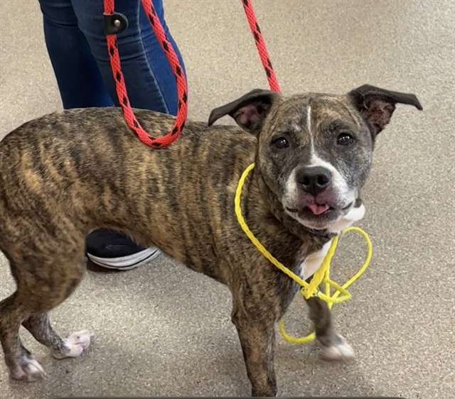 Shelter Stray Female Dog last seen Near BLOCK CAVEN AVE, 3528 Newburg Rd, Louisville, KY 40218, USA