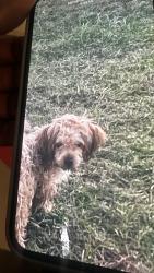 Reunited Male Dog last seen Astonia North, Davenport, FL 33837