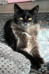 Reunited Male Cat last seen 3rd Ave & K St, Chula Vista, CA 91910