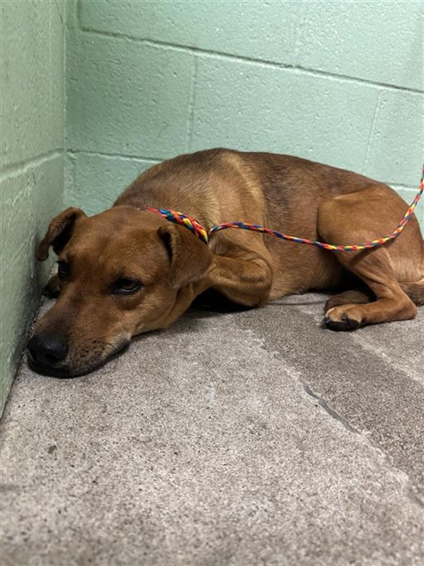 Shelter Stray Female Dog last seen LAWRENCE DR & 46TH ST, 2127 Front St, Sacramento, CA 95818, USA