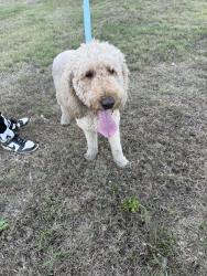 Found/Stray Female Dog last seen Langdon road, Dallas, TX 75241