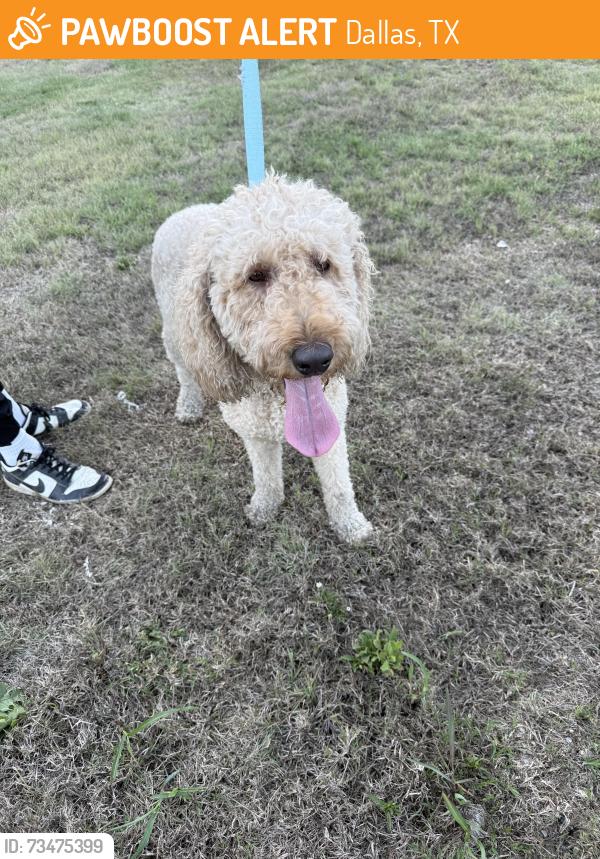 Found/Stray Female Dog last seen Langdon road, Dallas, TX 75241