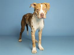 Shelter Stray Female Dog last seen 32ND ST - VAN BUREN, 5501 E Van Buren St, Phoenix, AZ 85008, USA