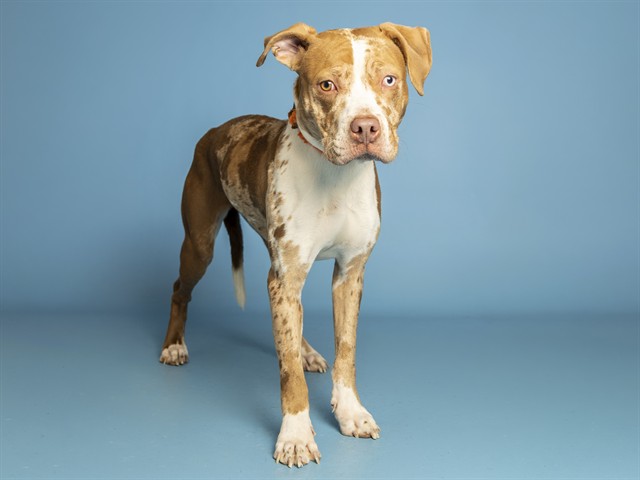 Shelter Stray Female Dog last seen 32ND ST - VAN BUREN, 5501 E Van Buren St, Phoenix, AZ 85008, USA