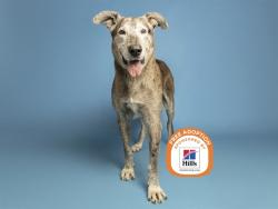 Shelter Stray Male Dog last seen MCDOWELL RD AND VERRADO, 5501 E Van Buren St, Phoenix, AZ 85008, USA