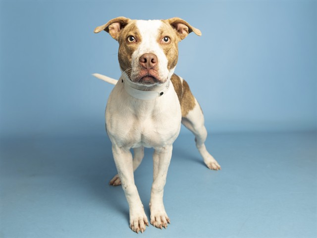 Shelter Stray Female Dog last seen N 7 ST & EAST CAMELBACK RD, 5501 E Van Buren St, Phoenix, AZ 85008, USA