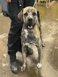 Shelter Stray Male Dog last seen 19TH AND BASELINE, 2500 S 27th Ave, Phoenix, AZ 85009, USA