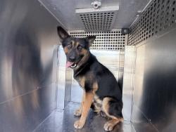 Shelter Stray Male Dog last seen 59TH AVE AND THOMAS RD, 2500 S 27th Ave, Phoenix, AZ 85009, USA