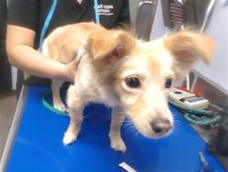 Shelter Stray Female Dog last seen 81ST AVE AND PUEBLO AVE, 2500 S 27th Ave, Phoenix, AZ 85009, USA
