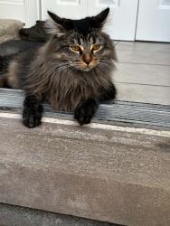 Lost Male Cat last seen Near harrison ave, Trenton, MI 48183