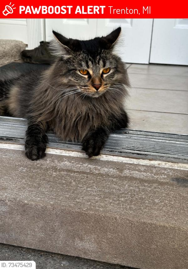 Lost Male Cat last seen Near harrison ave, Trenton, MI 48183
