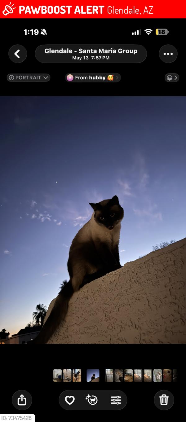 Lost Male Cat last seen onyx and 54th ave glendale, az, Glendale, AZ 85302